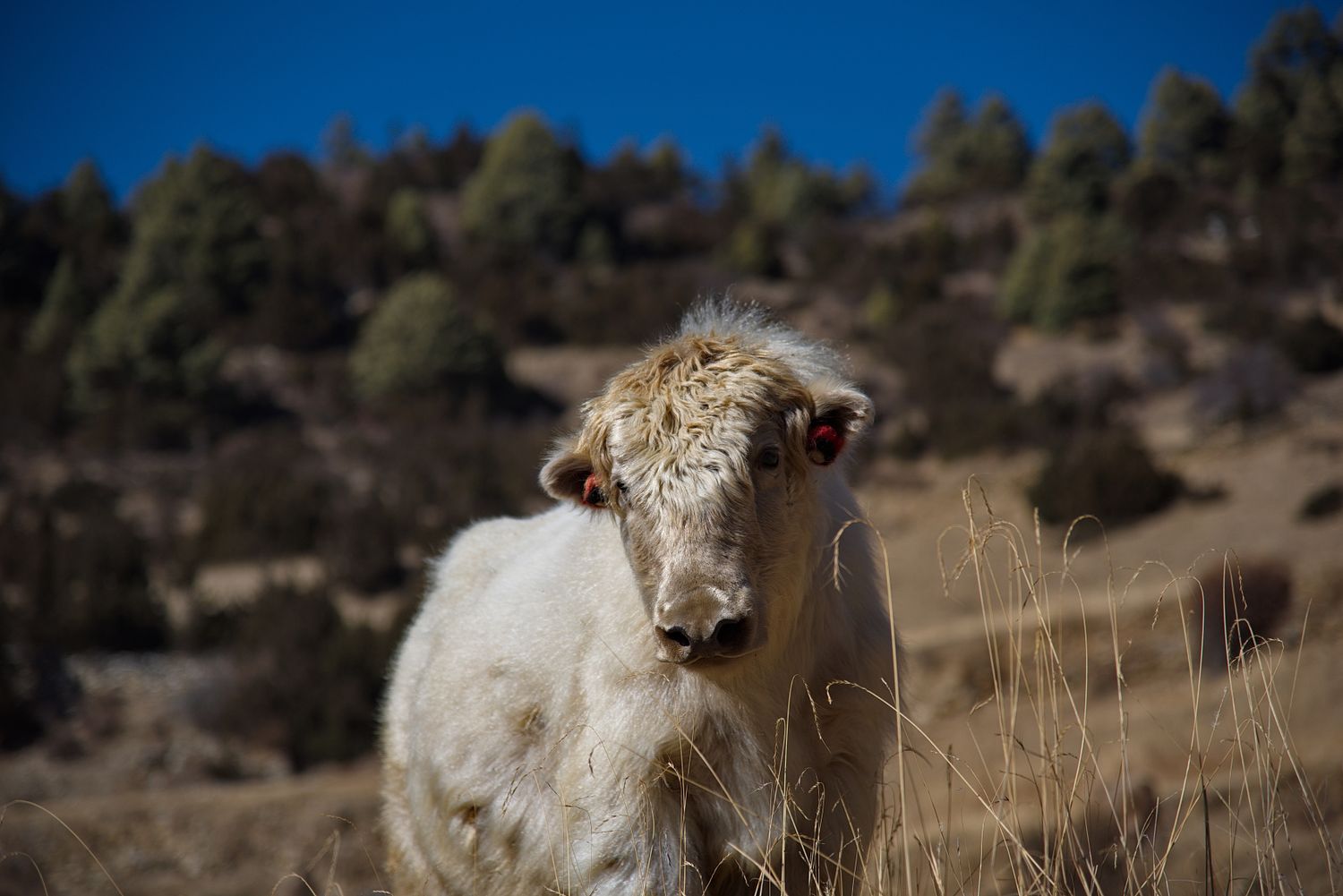 Трек вокруг Аннапурны + оз. Тиличо (36/153)