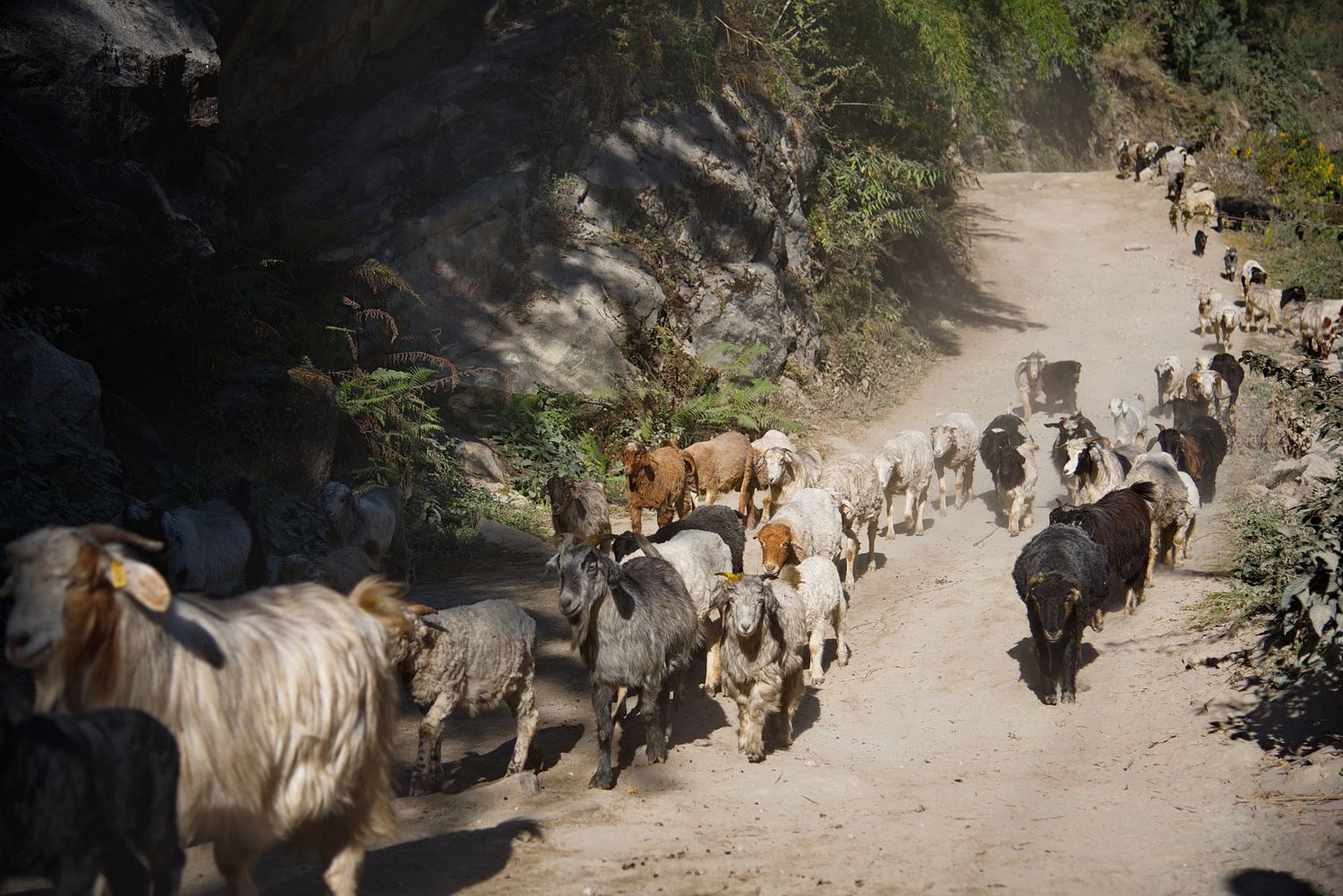 Трек вокруг Аннапурны + оз. Тиличо (22/153)