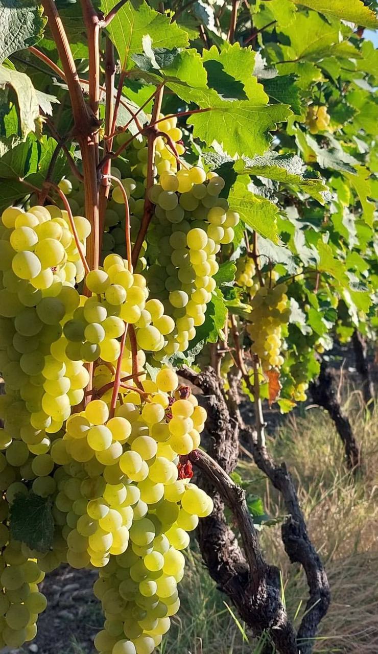 Вах!Тот самый тур по-грузински:Тбилиси+Боржоми+Кахетия+Казбеги.Встреча во Владикавк. (55/91)