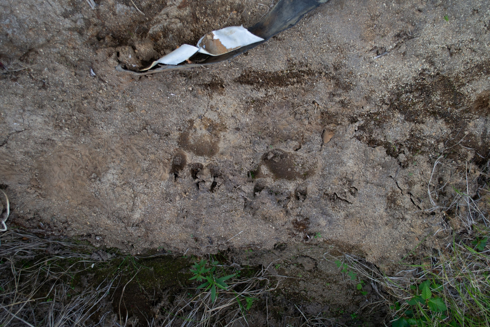 Камчатка за неделю (25/50)