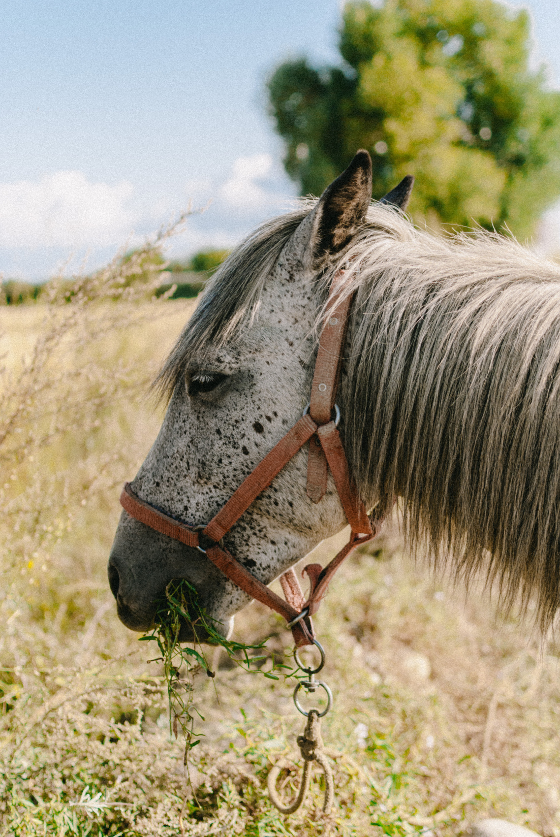 Маки Кыргызстана! Красивый тур весны. (17/64)