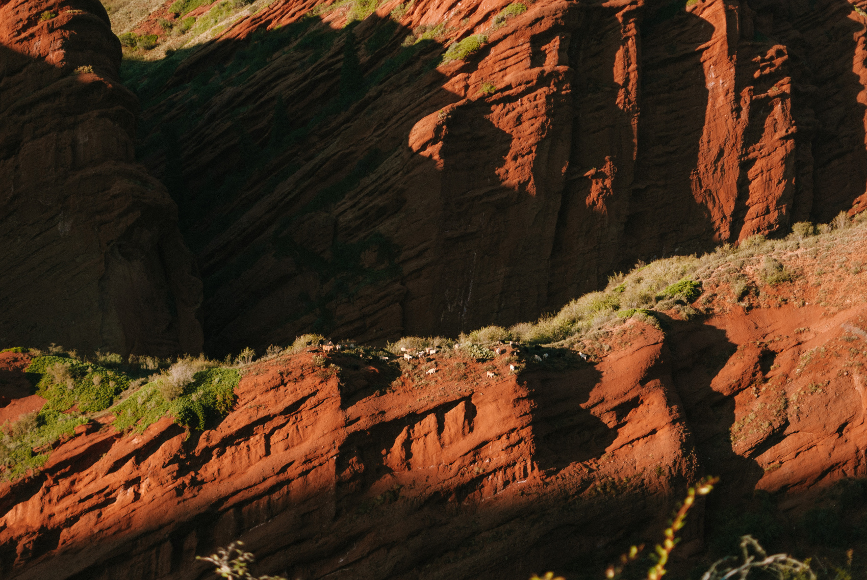 Маки Кыргызстана! Красивый тур весны. (23/64)