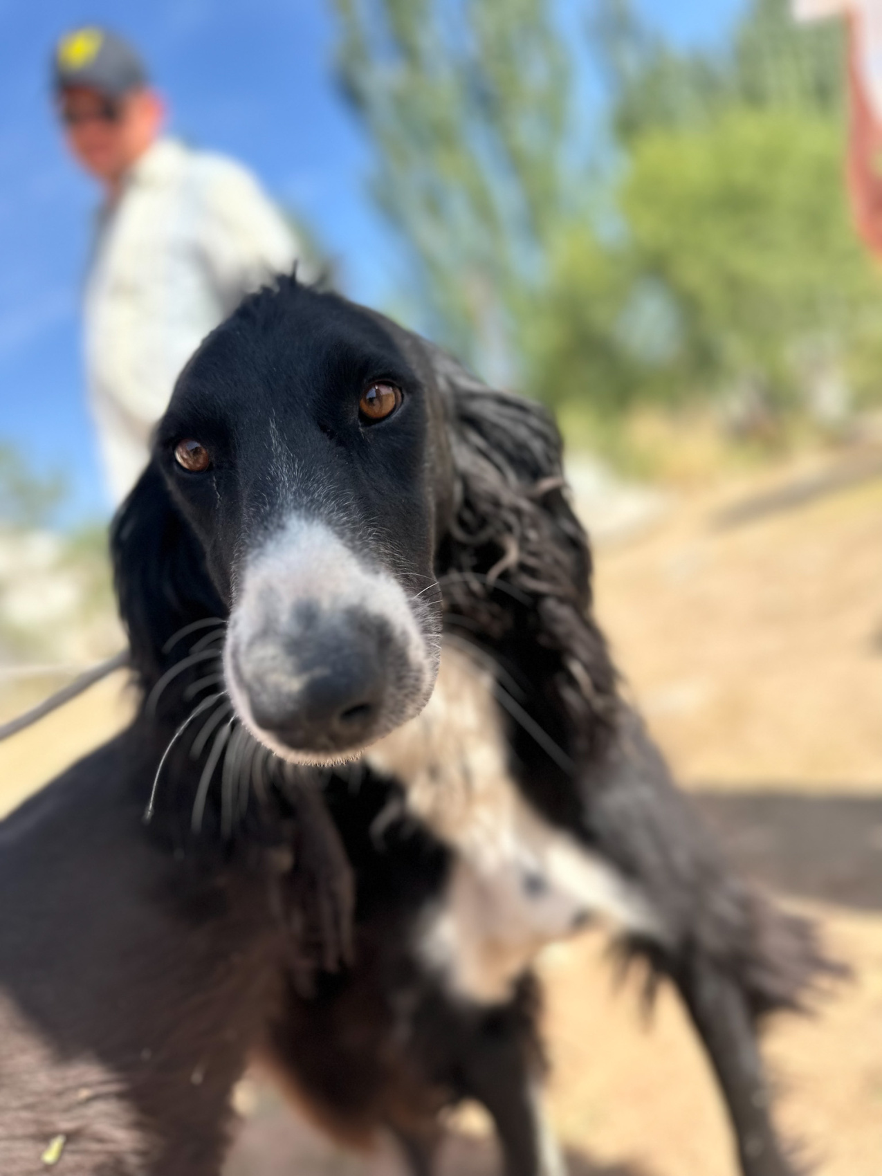 Маки Кыргызстана! Красивый тур весны. (7/64)