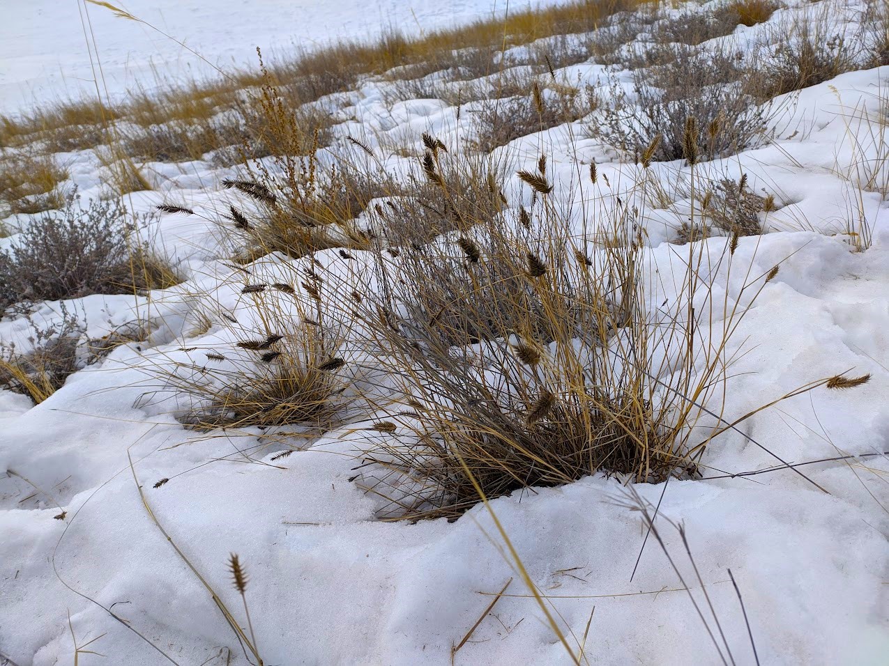 Одиссея от Байкала до Аршана (33/103)