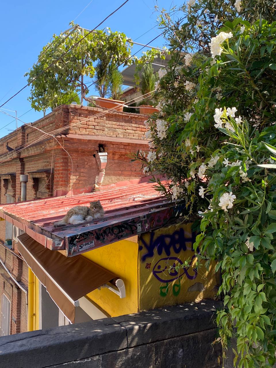 Перезагрузка по-грузински! Лайт. (192/405)