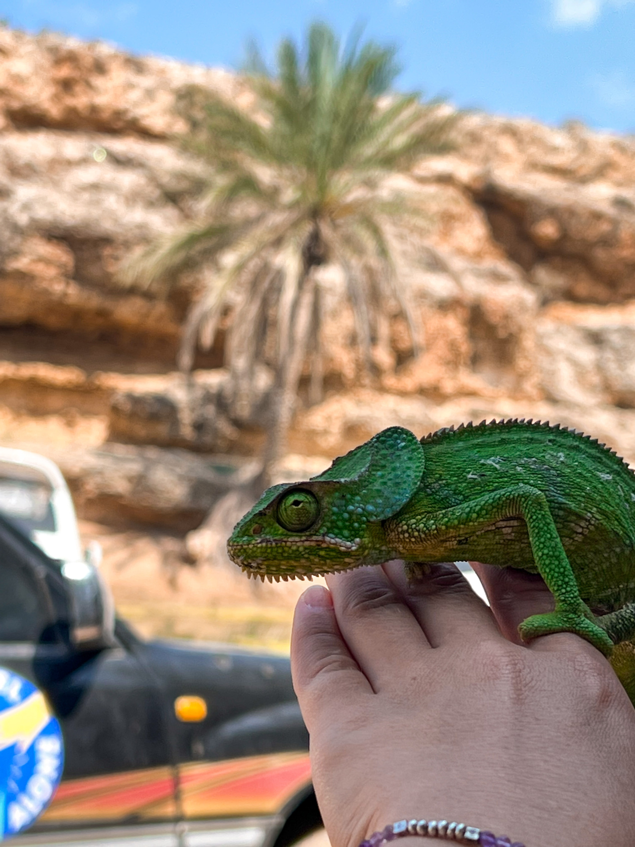 Сокотра: недельное путешествие на дикий остров драконов (8/28)