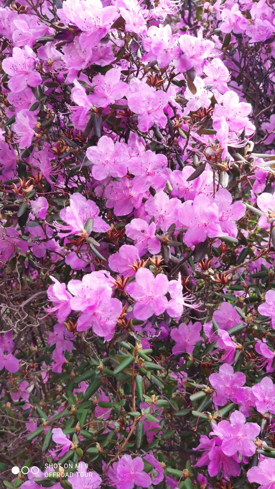 Эксклюзивный джип тур. Цветущий Алтай, с комфортом.