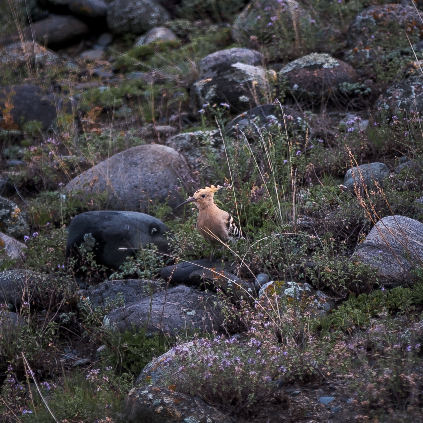 Карагемский Прорыв (26/70)