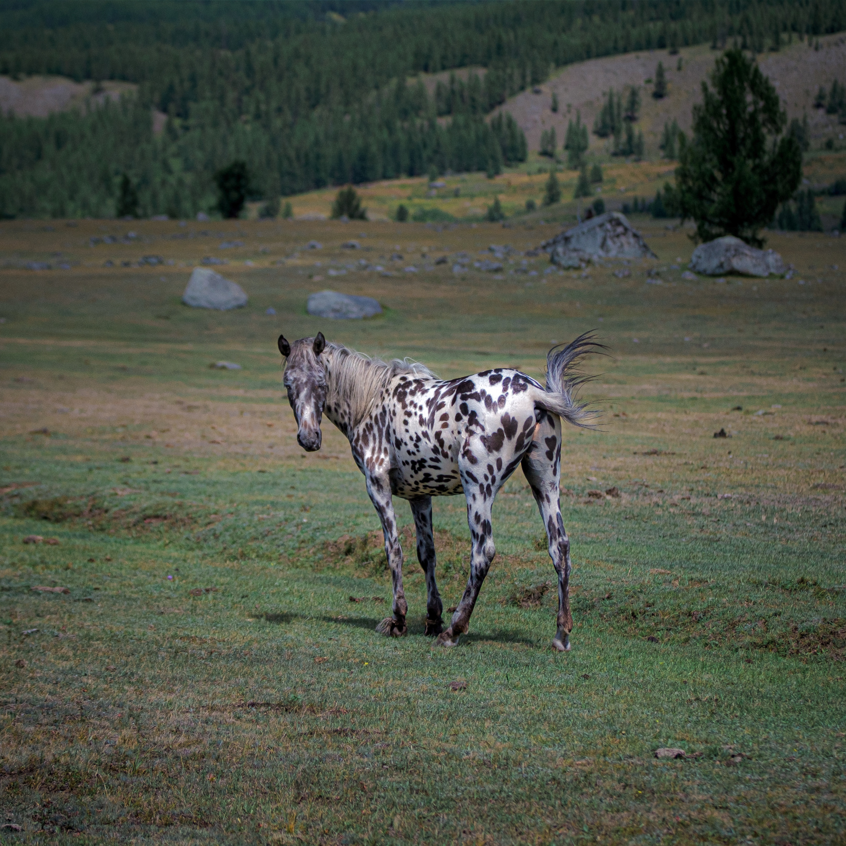 Карагемский Прорыв (30/70)