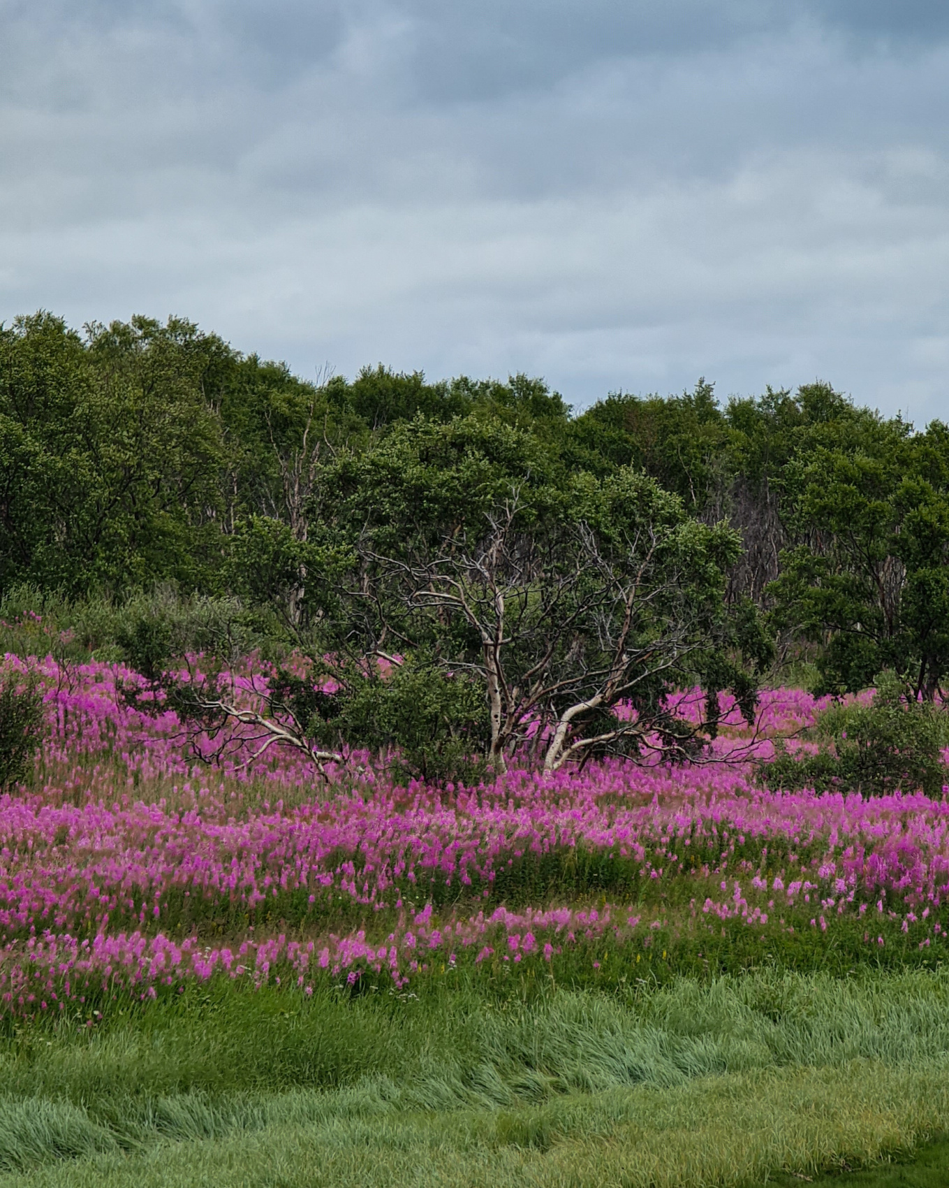 Полуостров Рыбачий. Красота севера без рюкзаков и длинных переходов. (12/56)