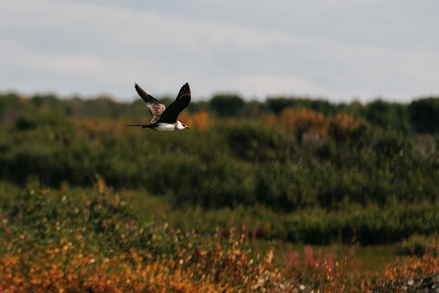 Полуостров Рыбачий. Красота севера без рюкзаков и длинных переходов. (49/56)
