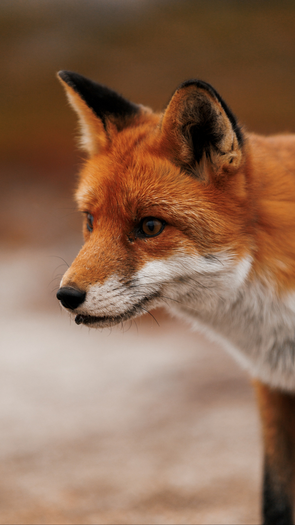 Полуостров Рыбачий. Красота севера без рюкзаков и длинных переходов. (43/56)