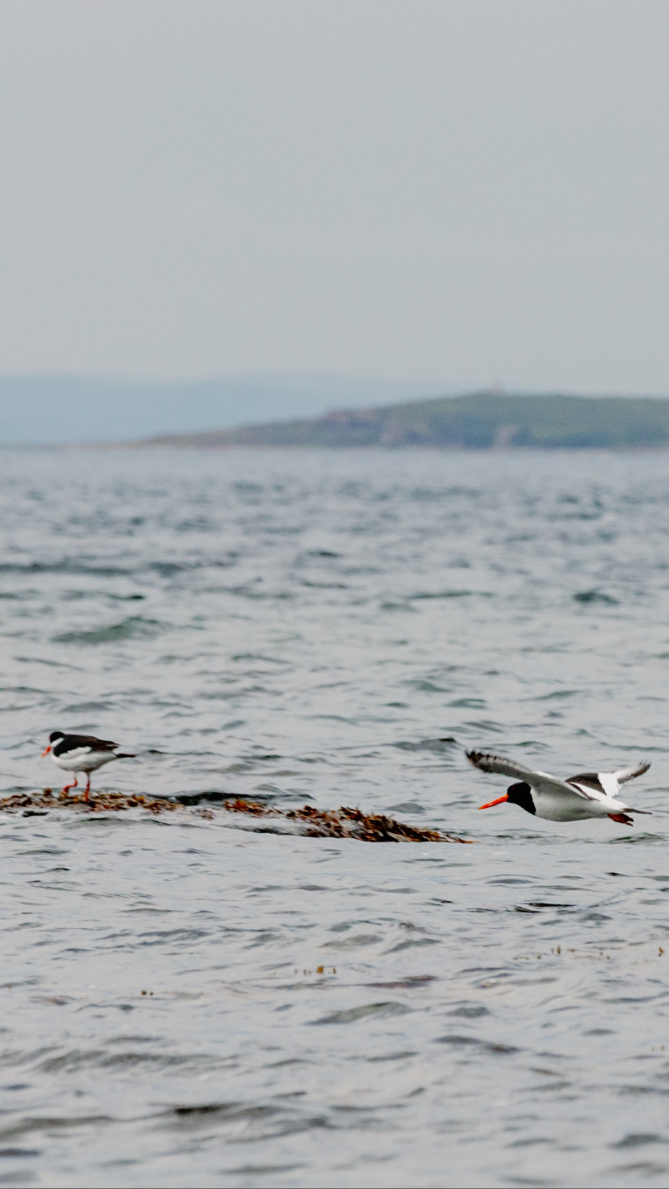 Полуостров Рыбачий. Красота севера без рюкзаков и длинных переходов. (41/56)