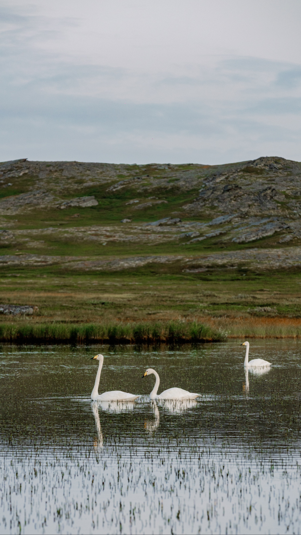 Полуостров Рыбачий. Красота севера без рюкзаков и длинных переходов. (47/56)