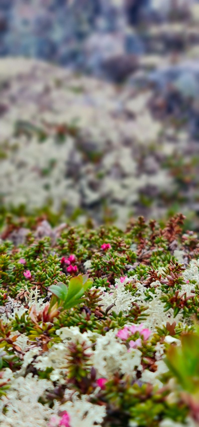 Полуостров Рыбачий. Красота севера без рюкзаков и длинных переходов. (10/56)