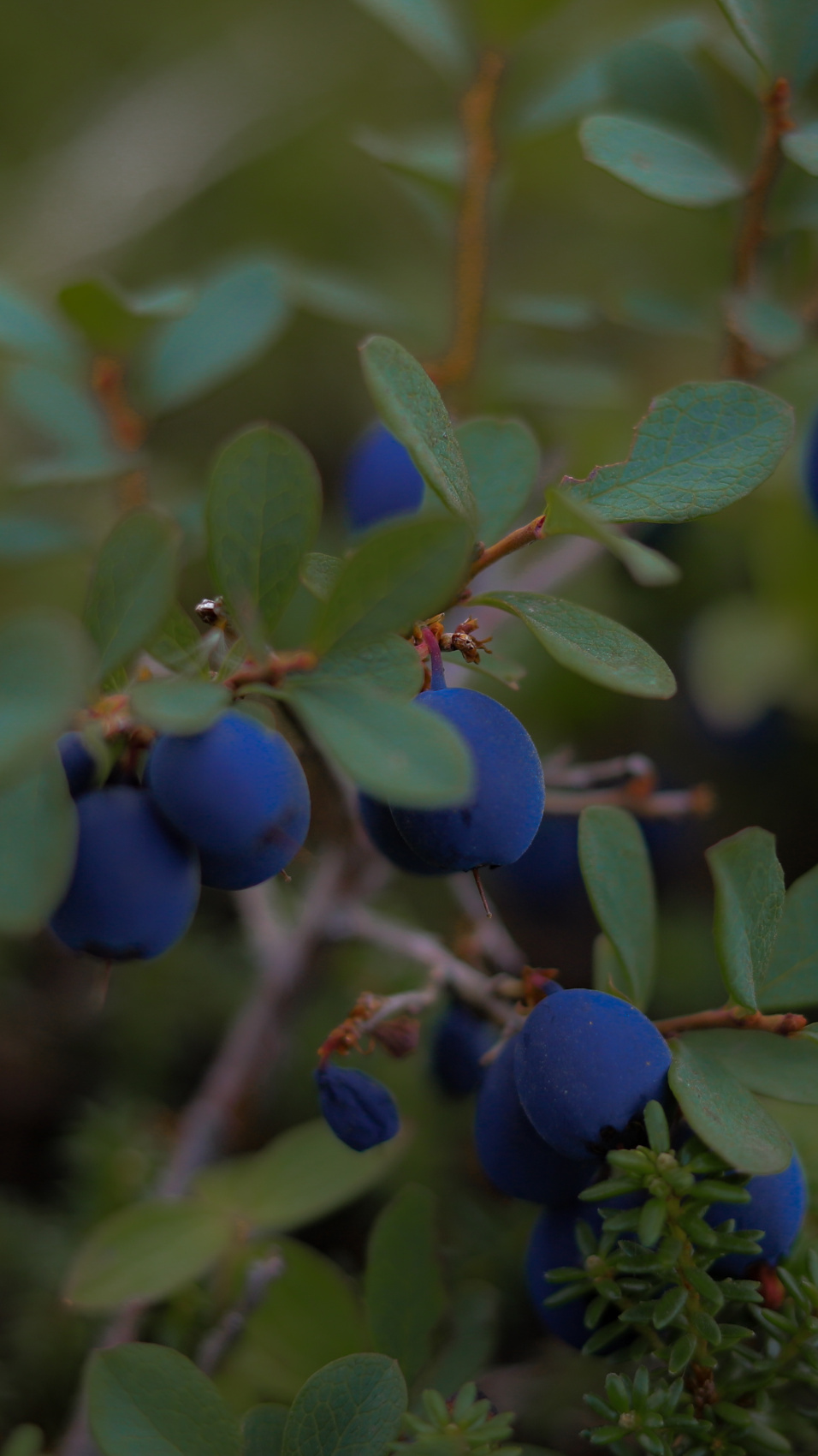Полуостров Рыбачий. Красота севера без рюкзаков и длинных переходов. (18/56)