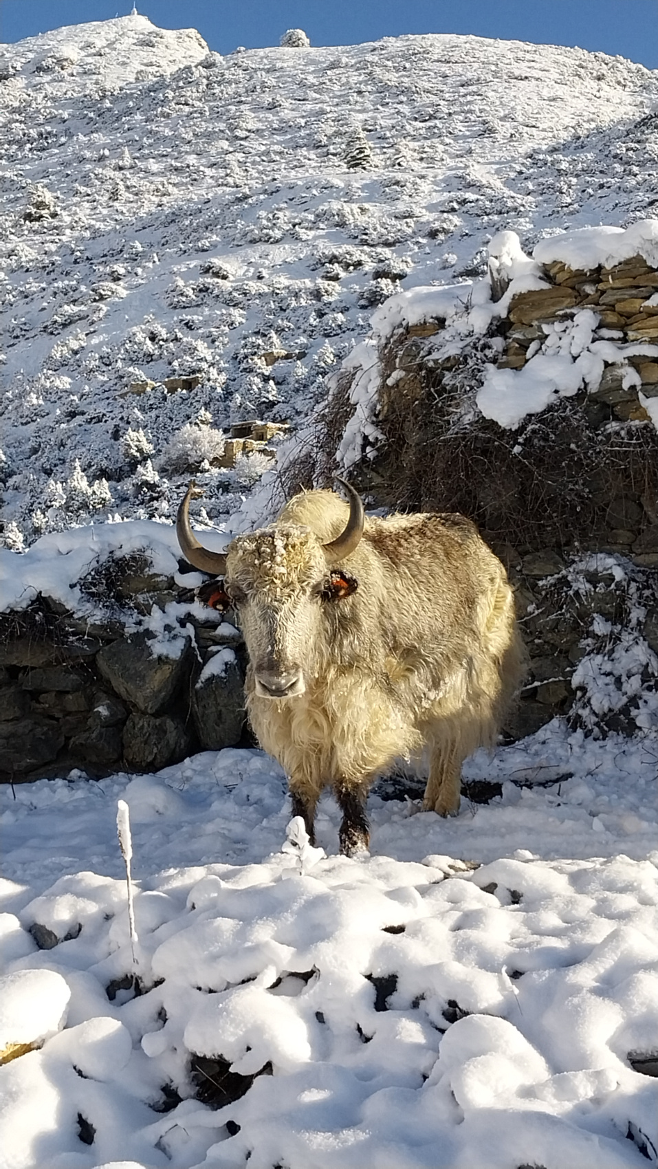 Поход вокруг Аннапурны и озеро Тиличо (95/183)