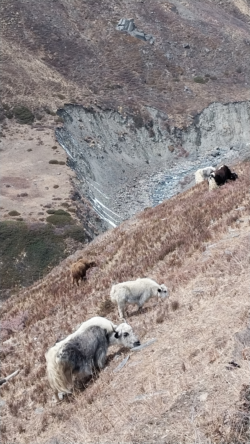Поход вокруг Аннапурны и озеро Тиличо (119/183)