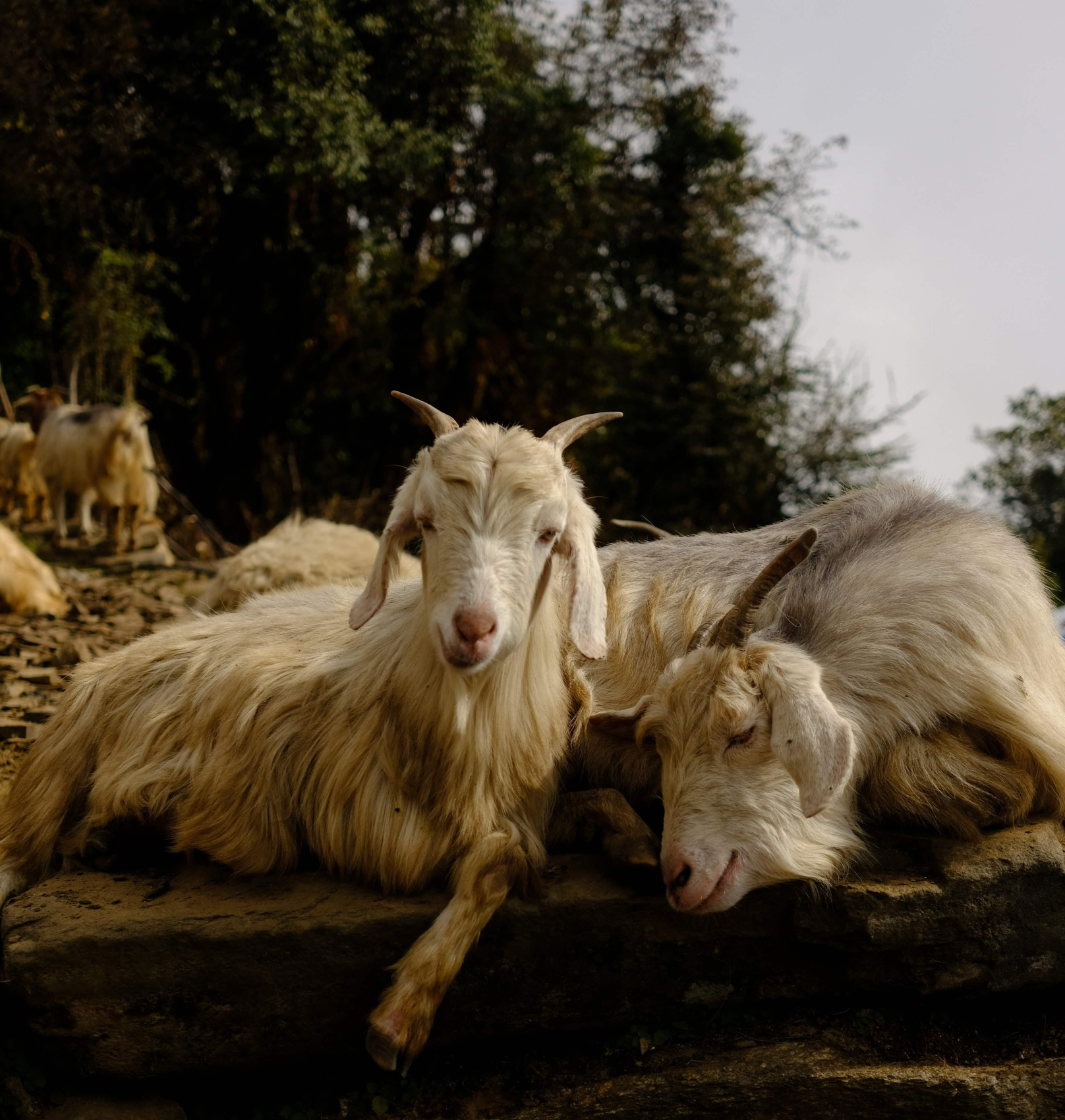 Трек Марди Химал. Священный путь к дому Шивы. (15/105)