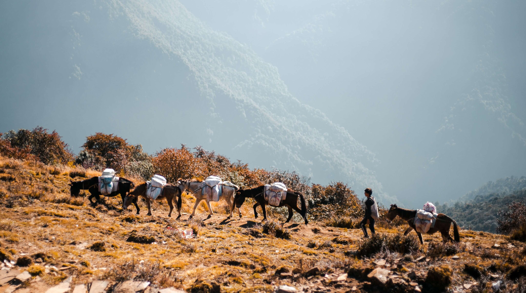 Трек Марди Химал. Священный путь к дому Шивы. (23/105)