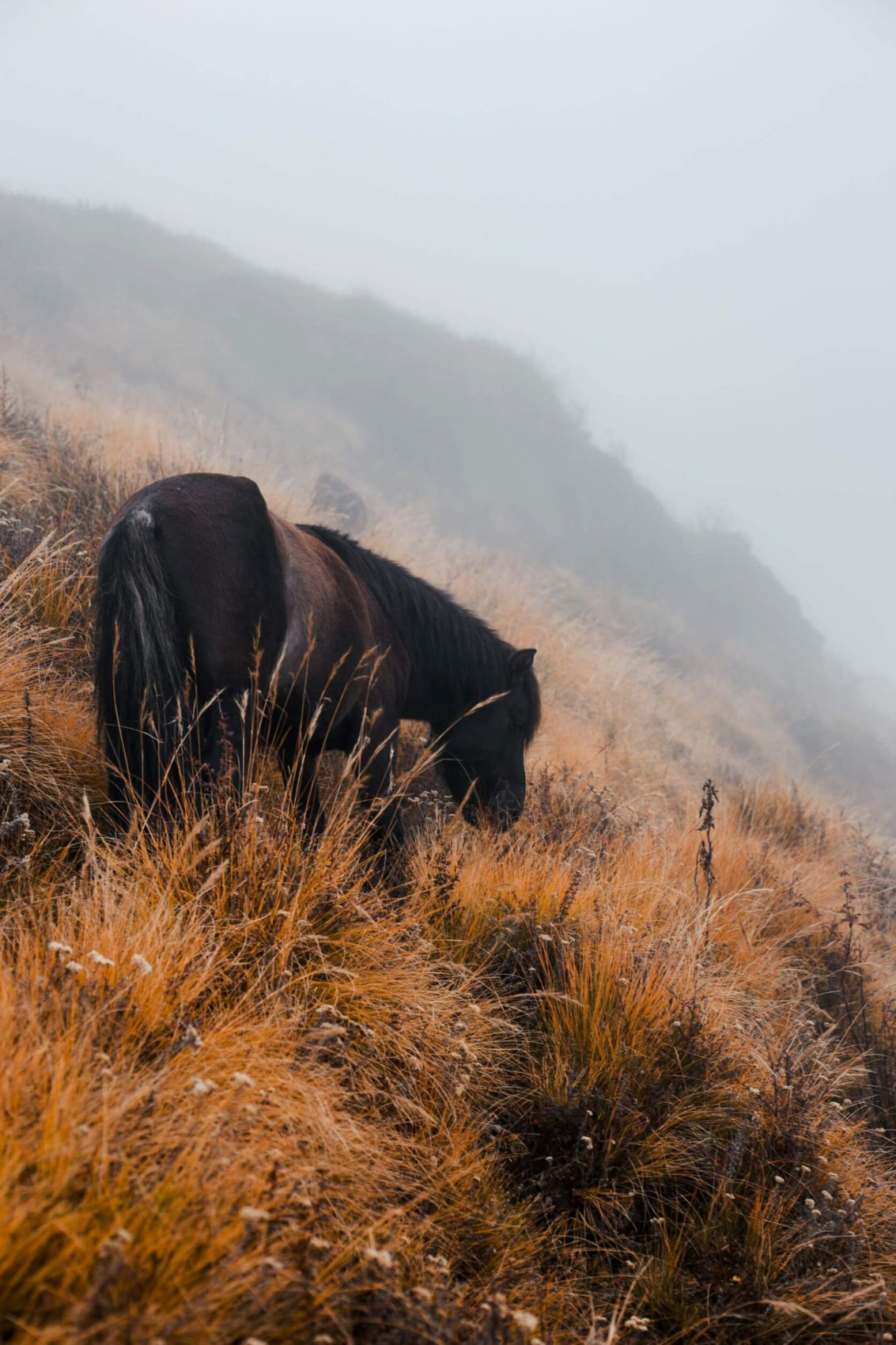 Трек Марди Химал. Священный путь к дому Шивы. (25/105)
