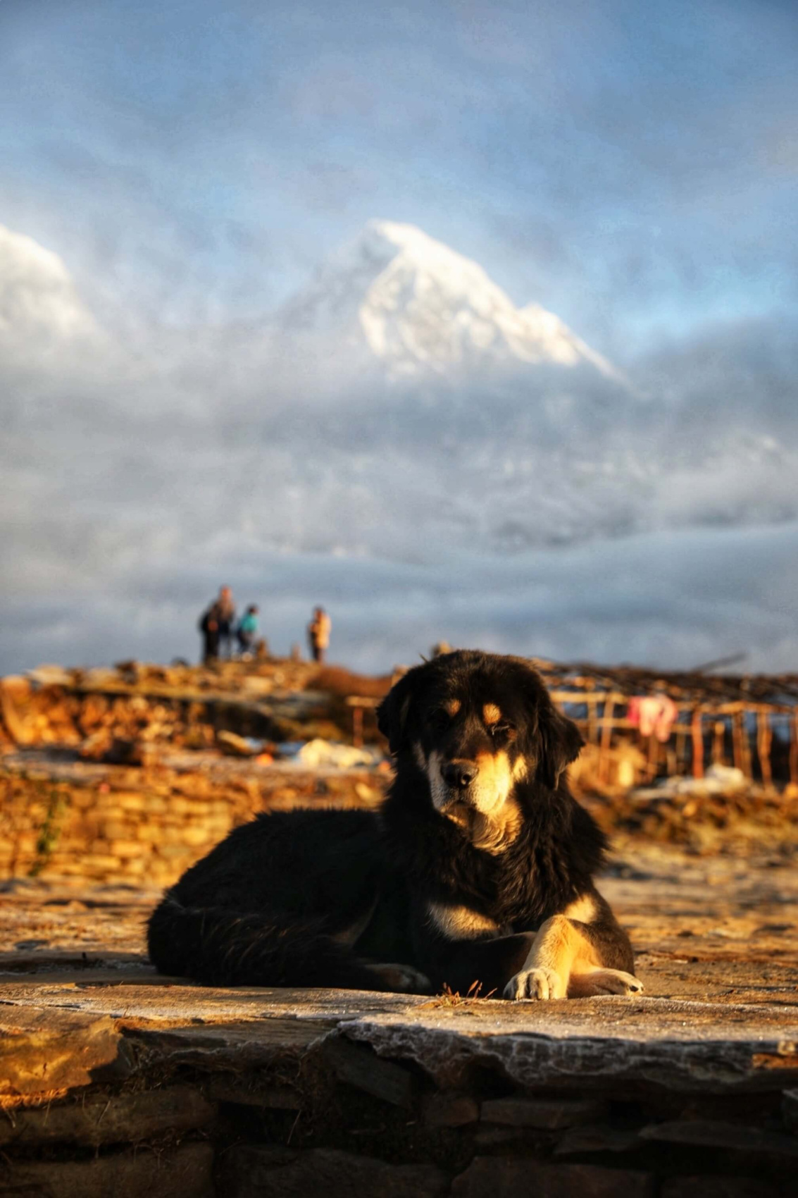Трек Марди Химал. Священный путь к дому Шивы. (45/105)