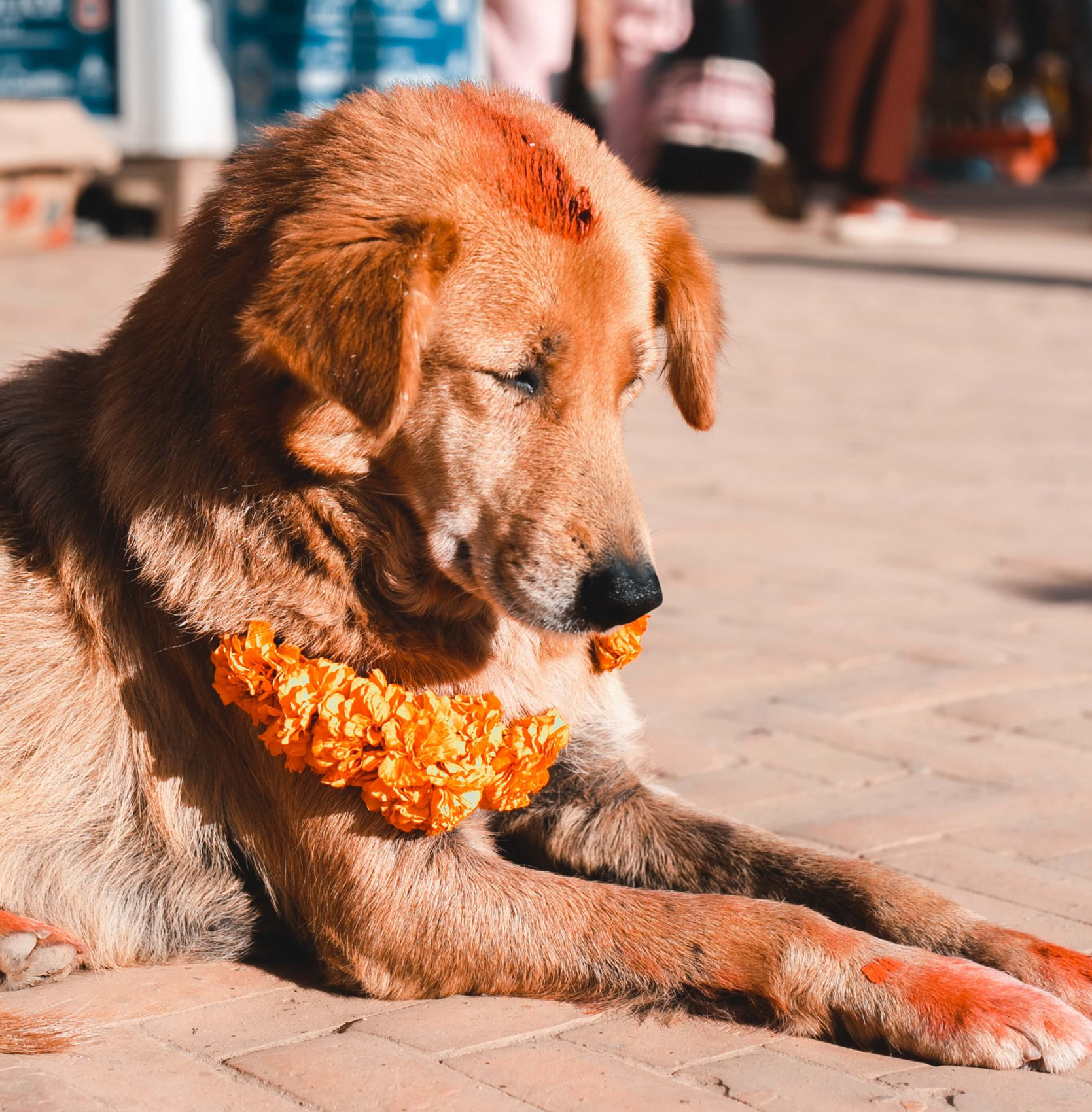 Трек Марди Химал. Священный путь к дому Шивы. (3/105)