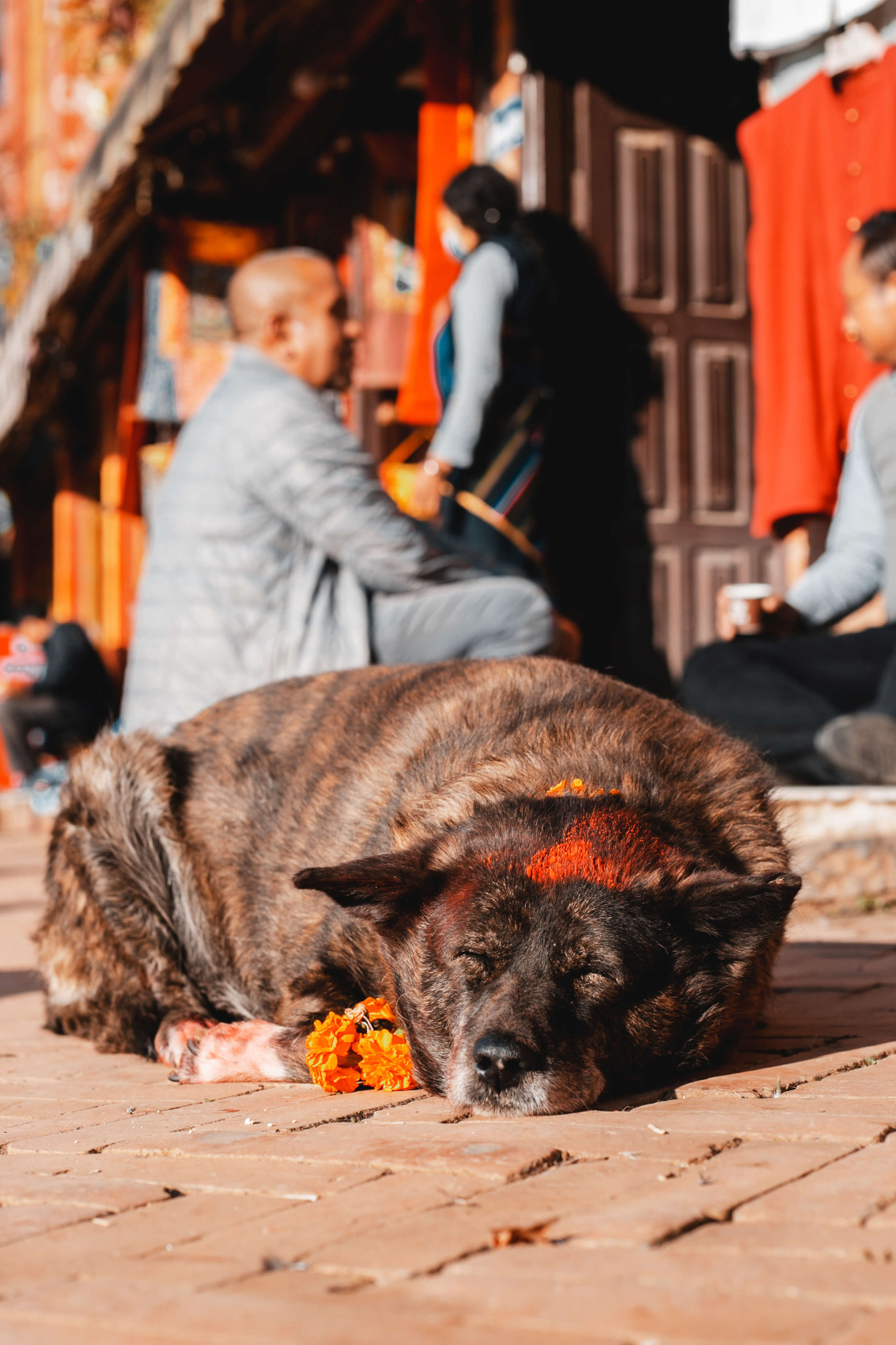 Трек Марди Химал. Священный путь к дому Шивы. (8/105)