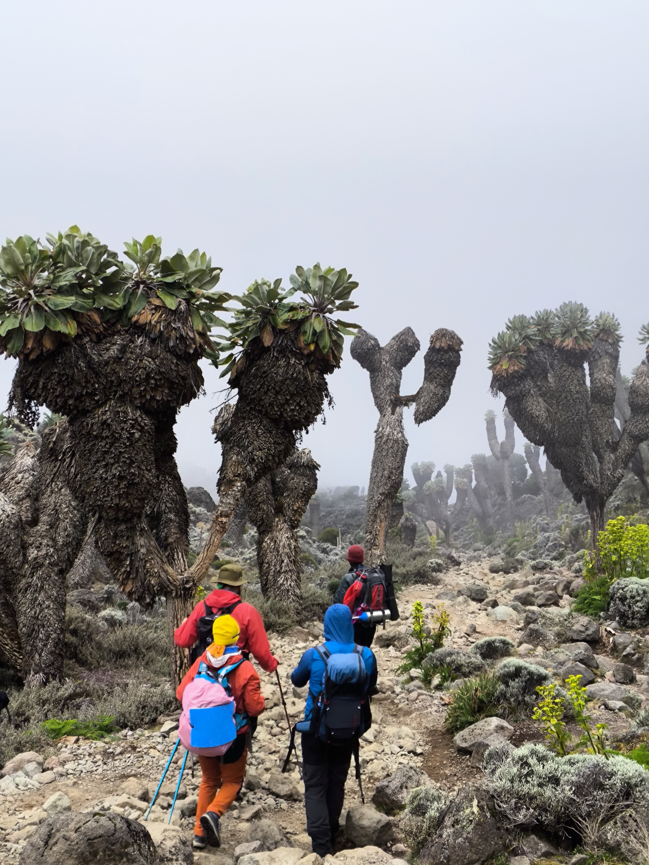 Восхождение на Килиманджаро 5895м. Крыша Африки! (132/159)