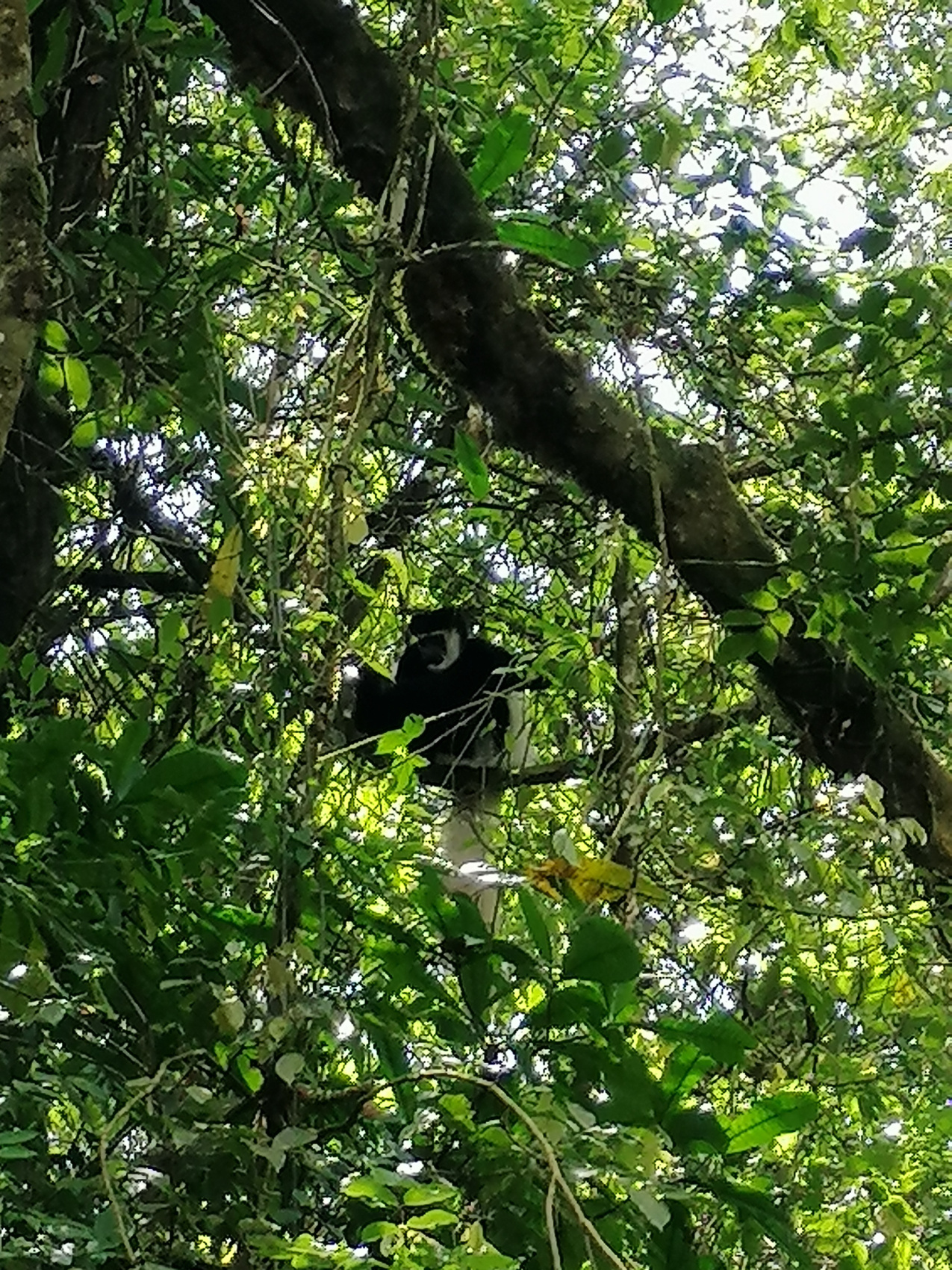 Восхождение на Килиманджаро 5895м. Крыша Африки! (66/159)