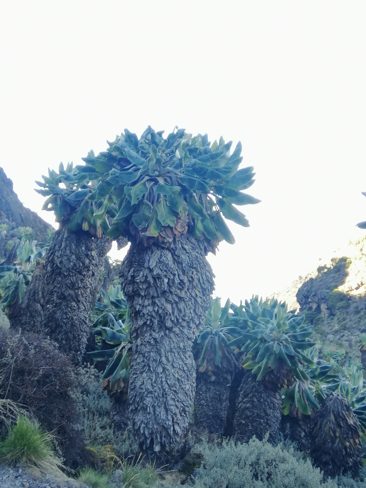 Восхождение на Килиманджаро 5895м. Крыша Африки! (35/159)