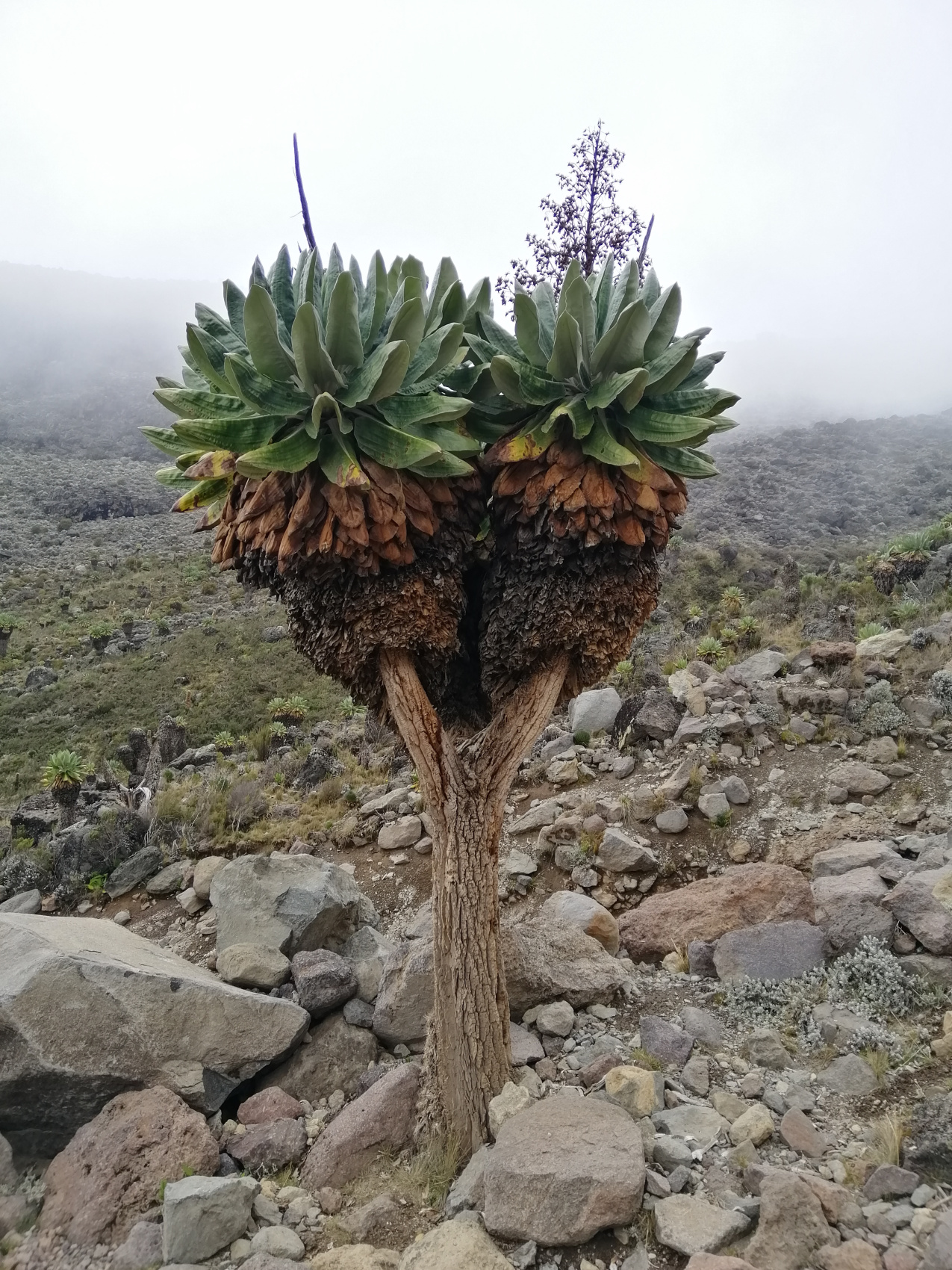 Восхождение на Килиманджаро 5895м. Крыша Африки! (25/159)