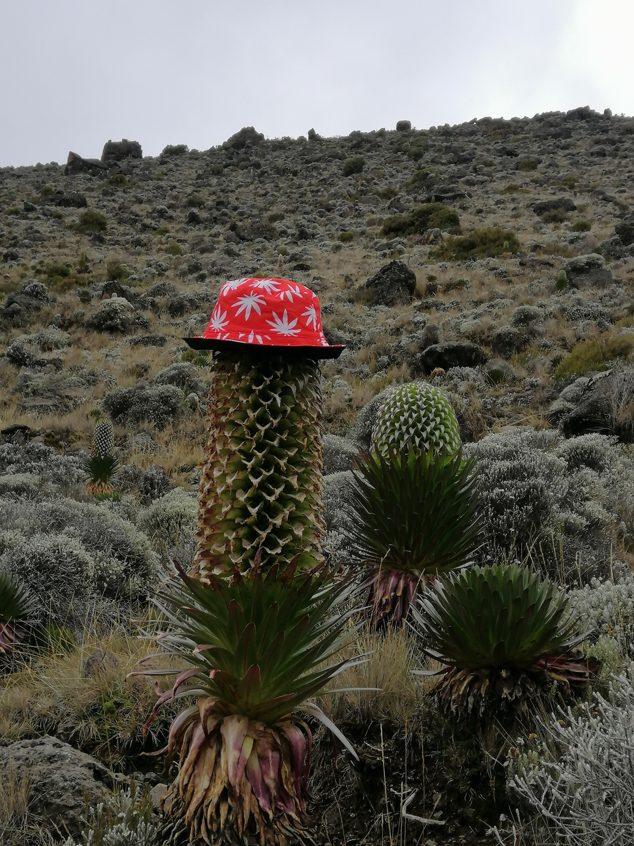 Восхождение на Килиманджаро 5895м. Крыша Африки! (30/159)