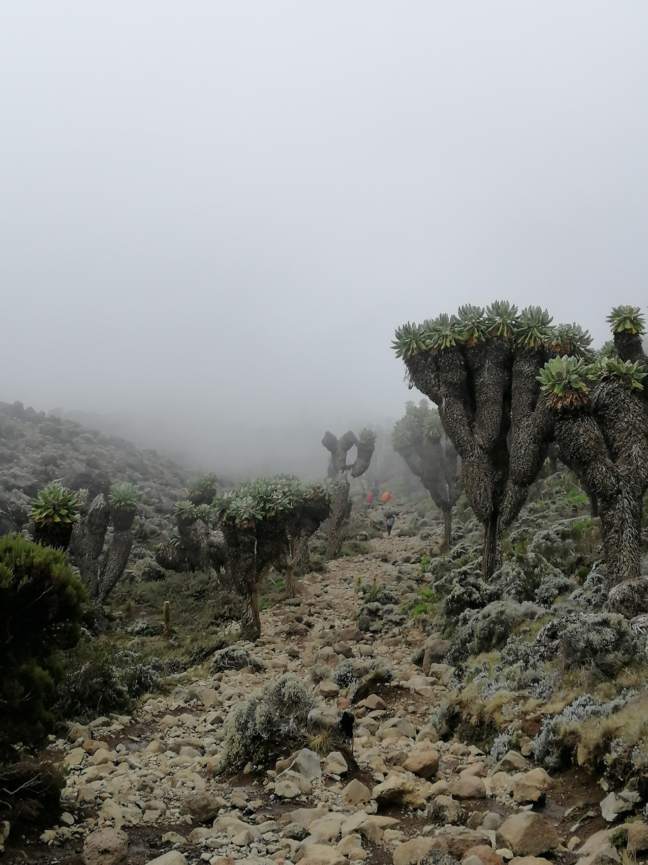 Восхождение на Килиманджаро 5895м. Крыша Африки! (32/159)