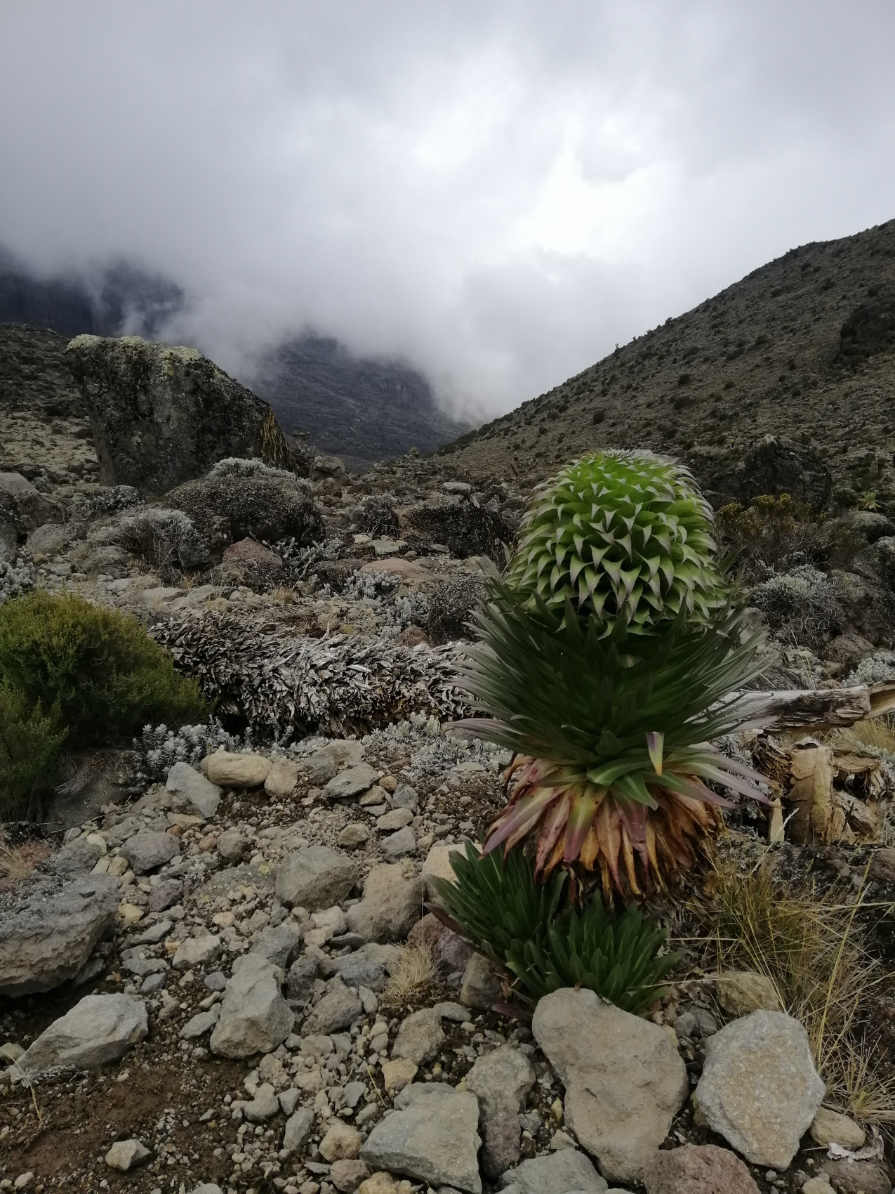 Восхождение на Килиманджаро 5895м. Крыша Африки! (27/159)