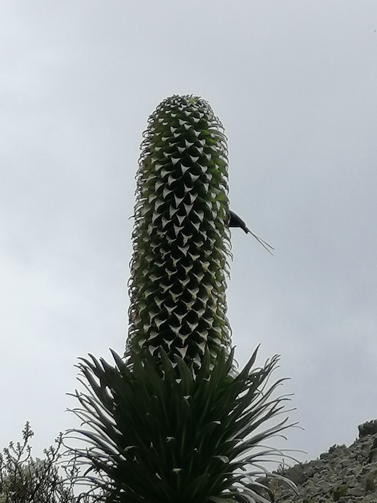 Восхождение на Килиманджаро 5895м. Крыша Африки! (29/159)