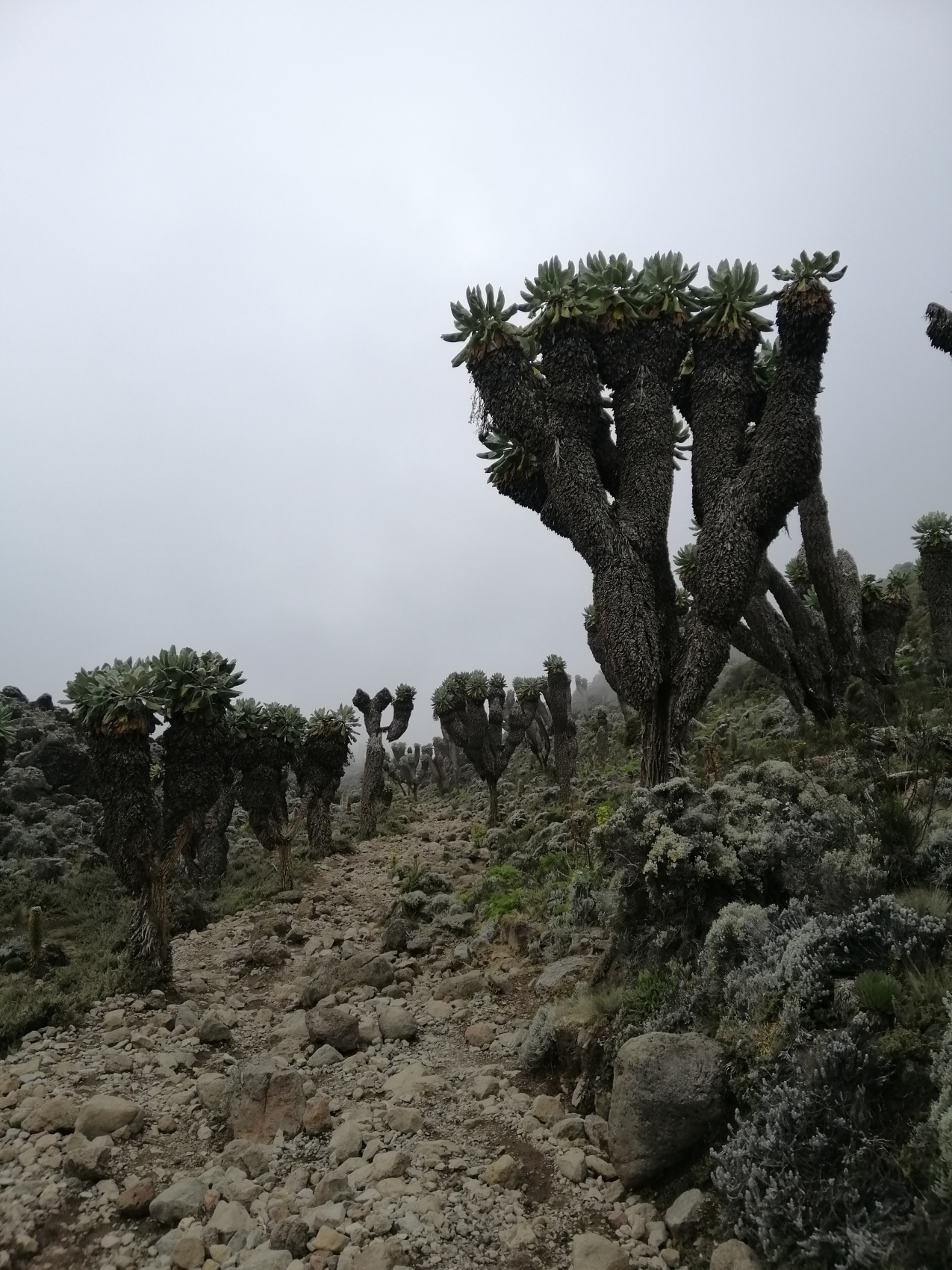 Восхождение на Килиманджаро 5895м. Крыша Африки! (37/159)