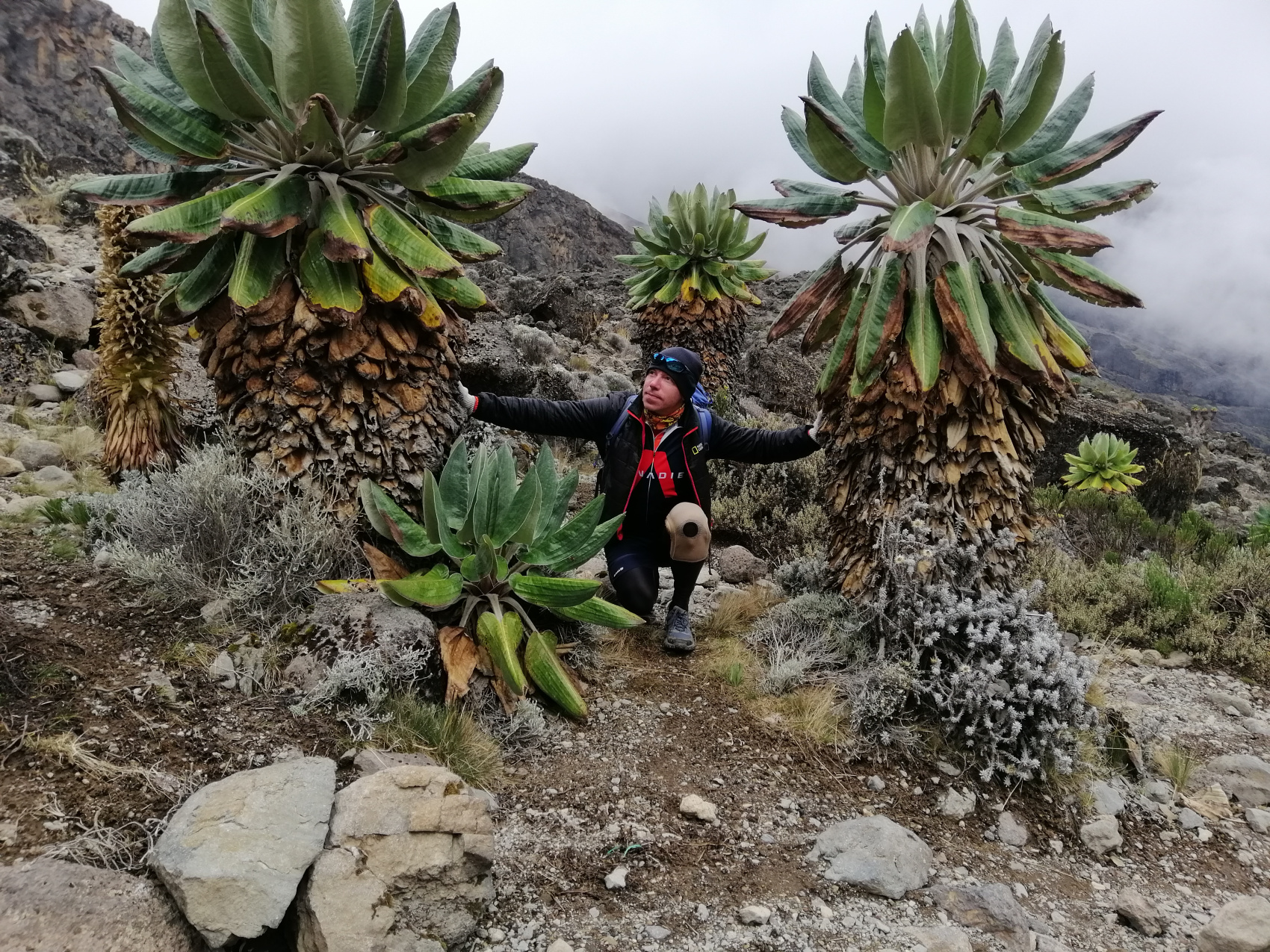 Восхождение на Килиманджаро 5895м. Крыша Африки! (28/159)