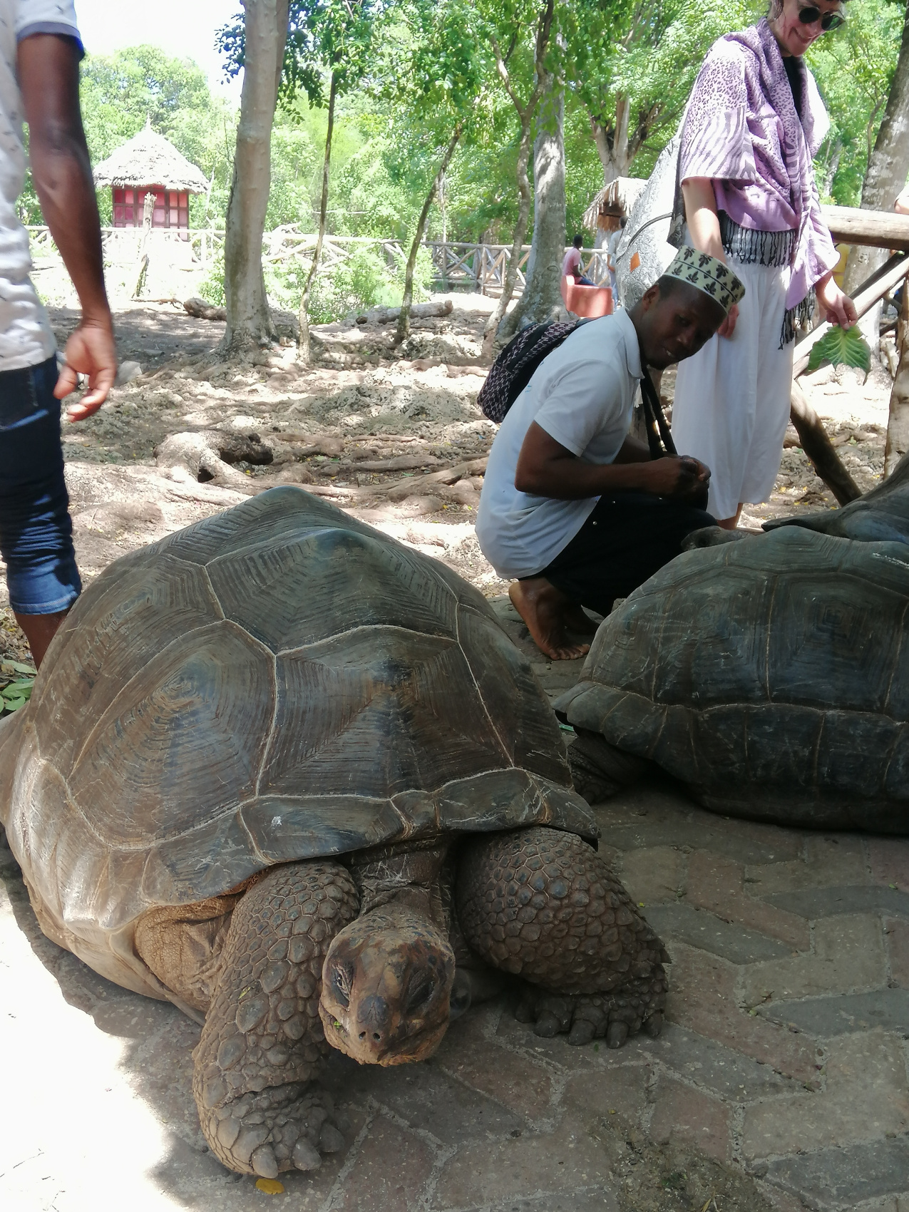 Восхождение на Килиманджаро 5895м. Крыша Африки! (72/159)