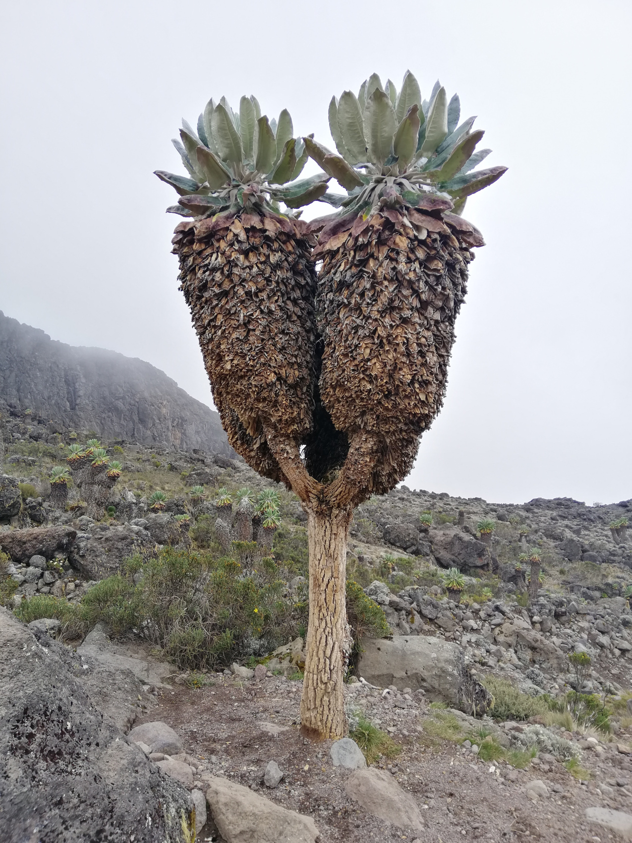 Восхождение на Килиманджаро 5895м. Крыша Африки! (26/159)