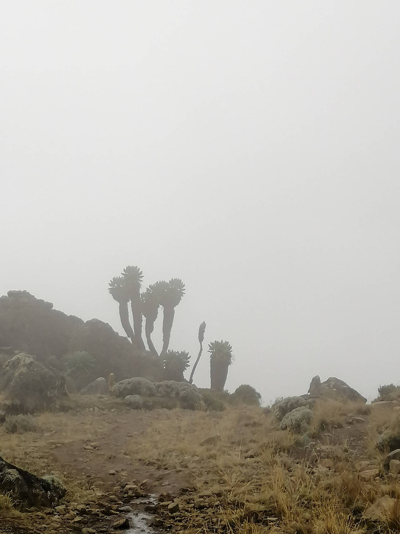 Восхождение на Килиманджаро 5895м. Крыша Африки! (31/159)