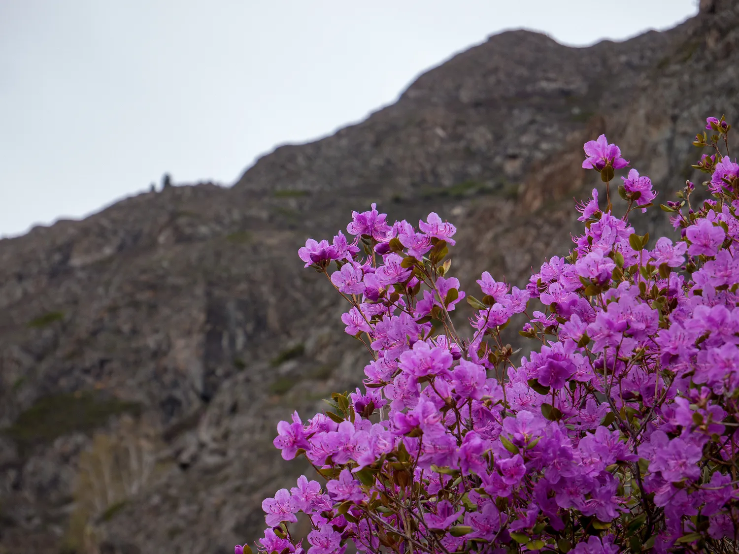 Тур по цветущему Алтаю с трекингами налегке (29/39)