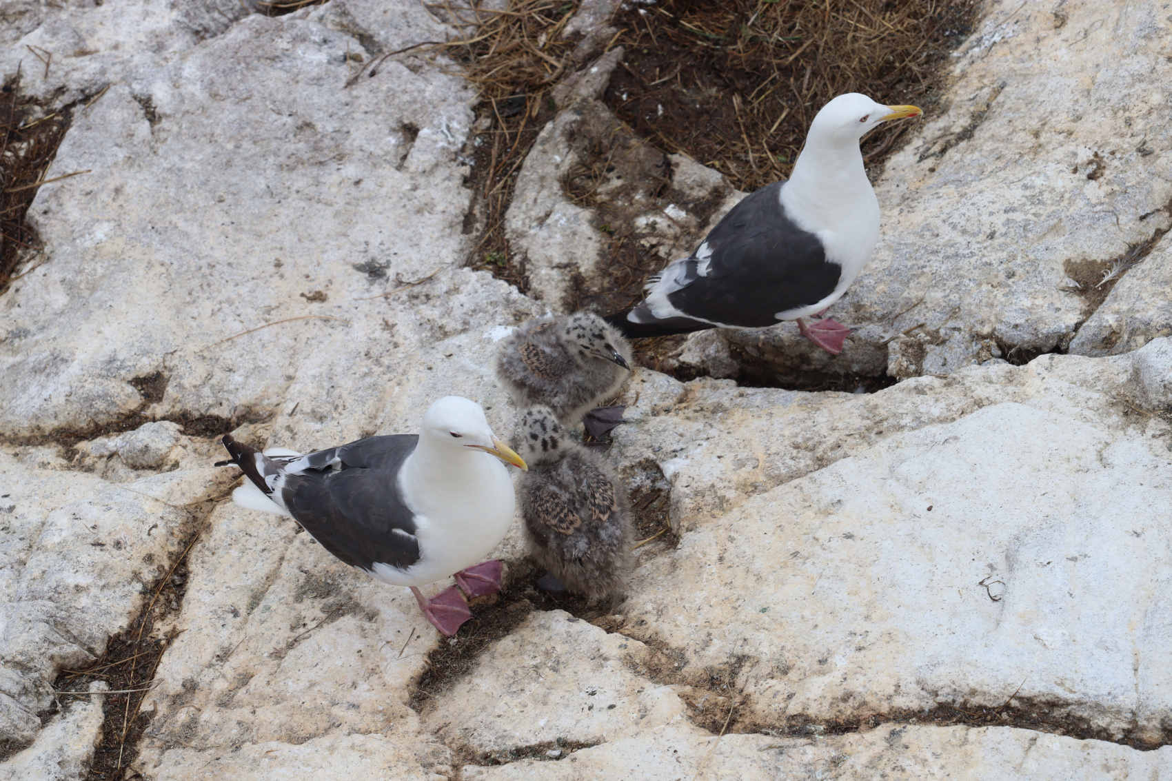 Камчатка. Лошади, вулканы и океан! (7/37)