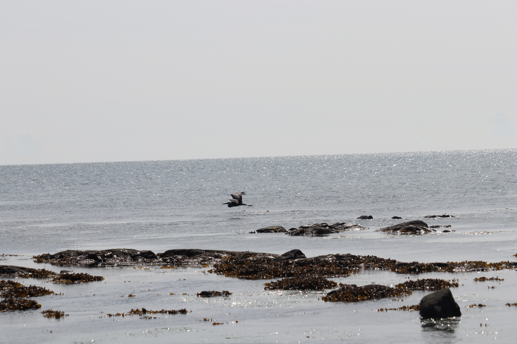 Камчатка. Лошади, вулканы и океан! (13/37)