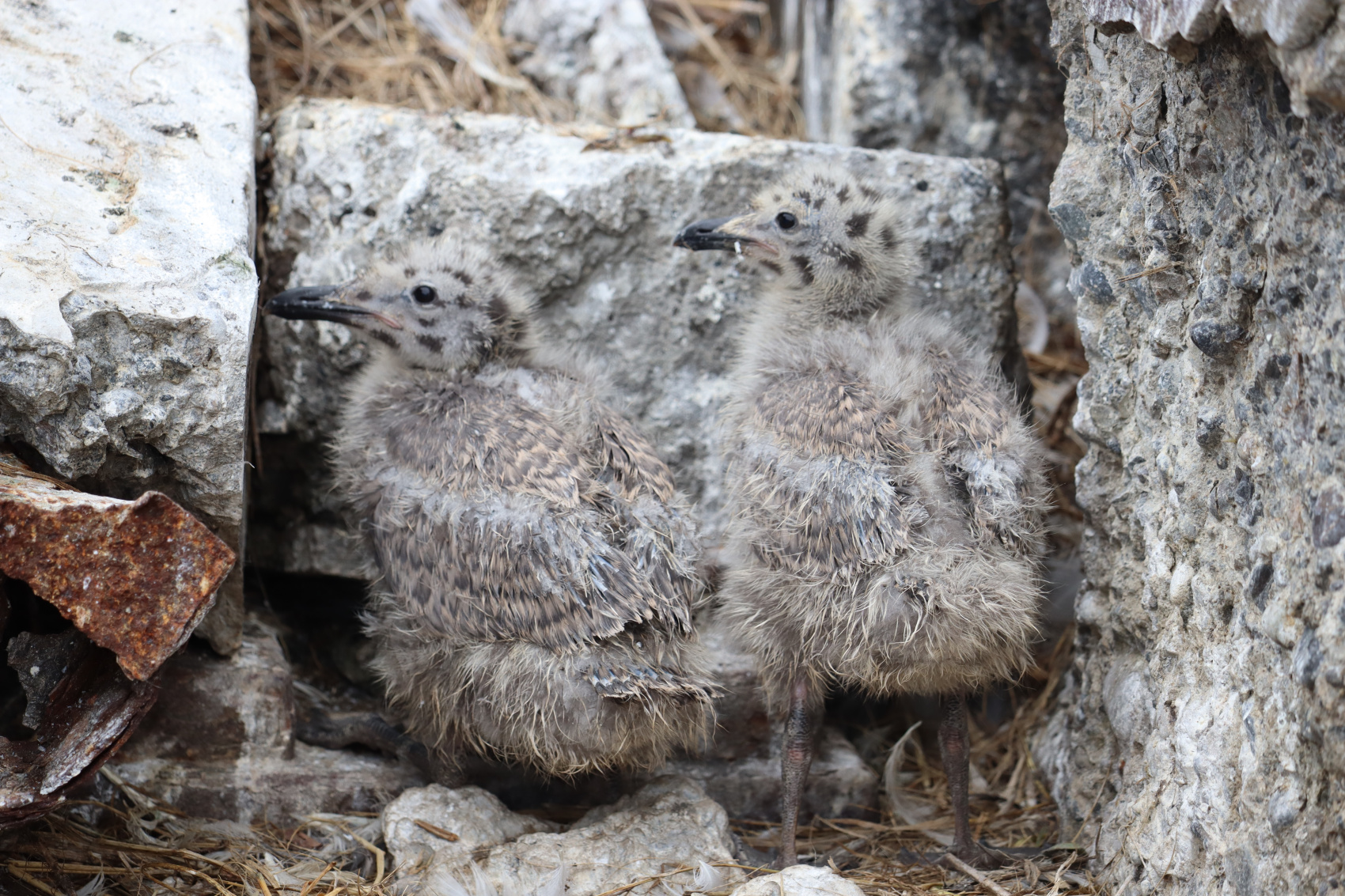 Камчатка. Лошади, вулканы и океан! (8/37)