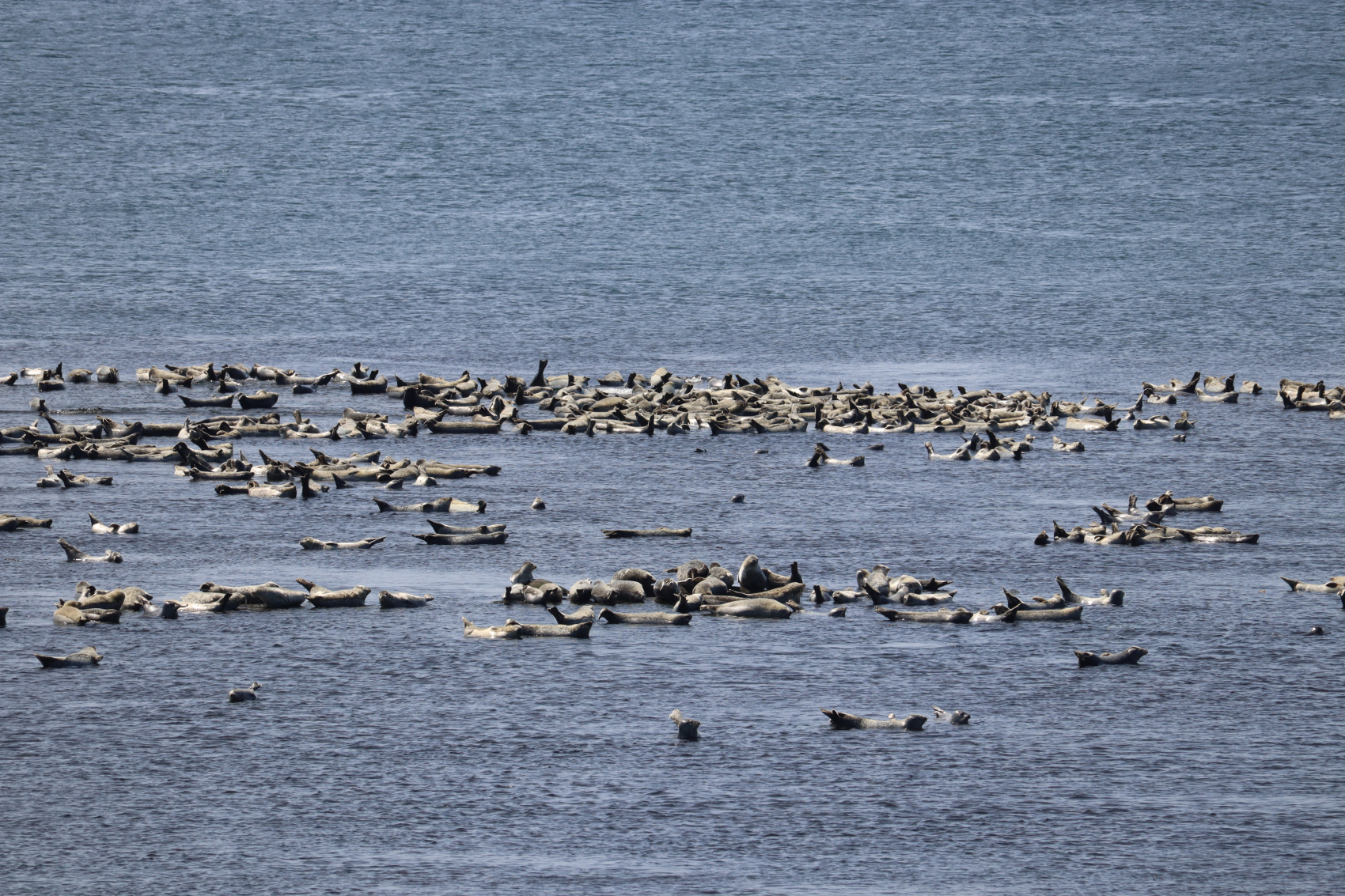 Камчатка. Лошади, вулканы и океан! (4/37)