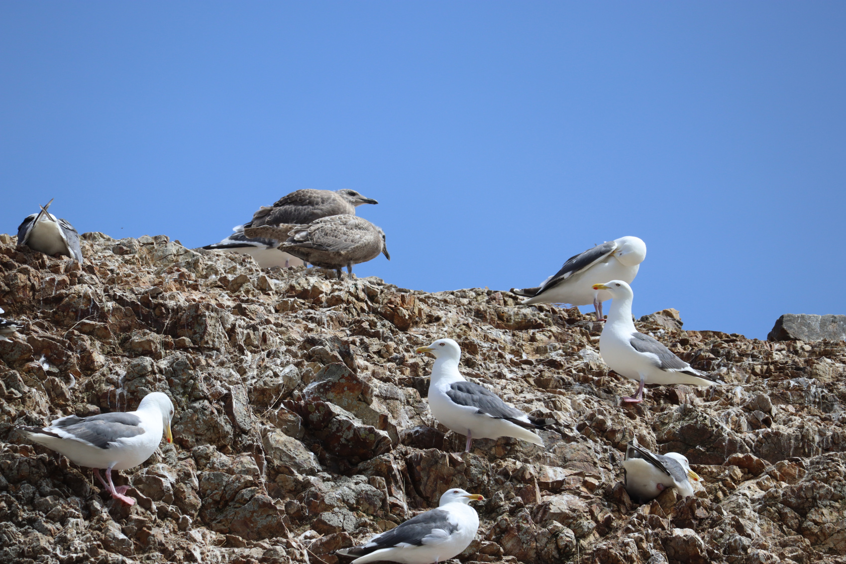 Камчатка. Лошади, вулканы и океан! (6/37)