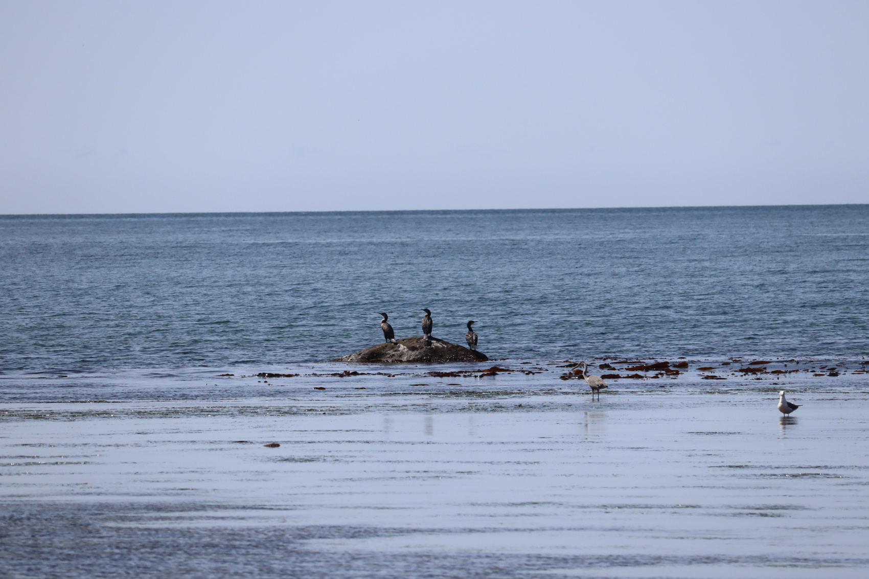 Камчатка. Лошади, вулканы и океан! (11/37)