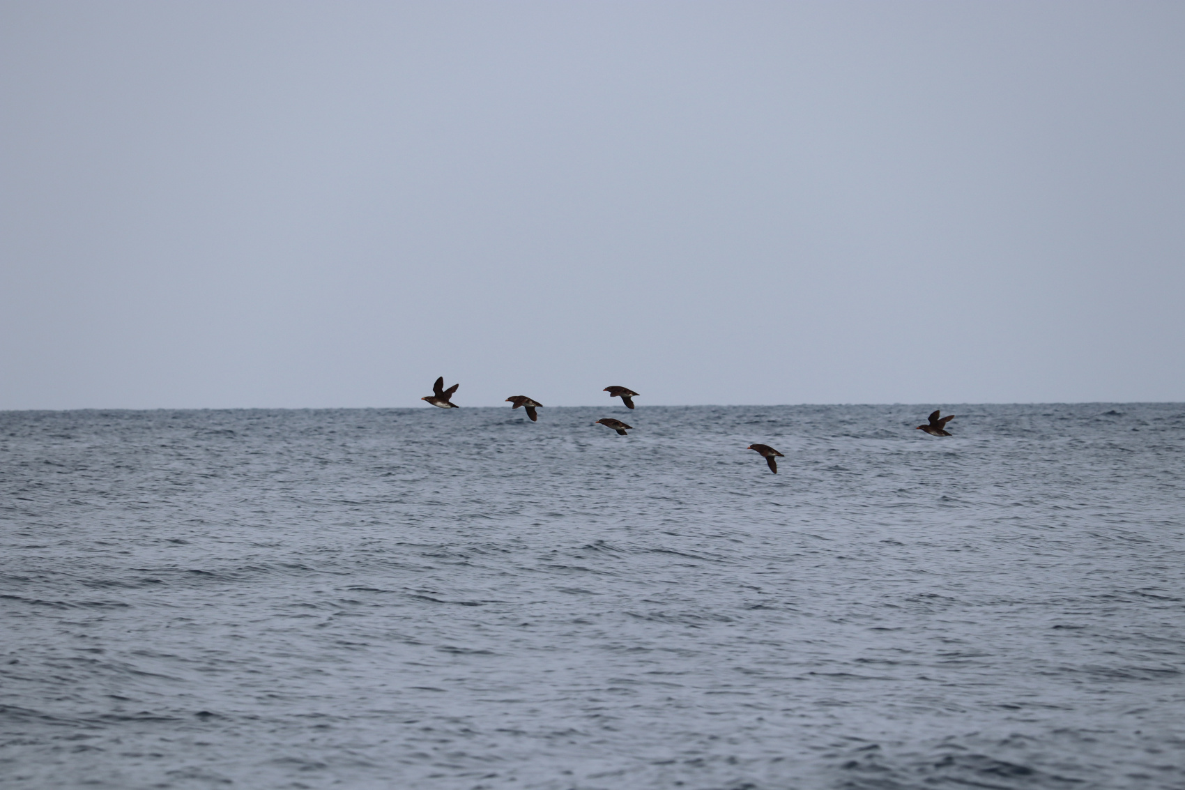 Камчатка. Лошади, вулканы и океан! (17/37)