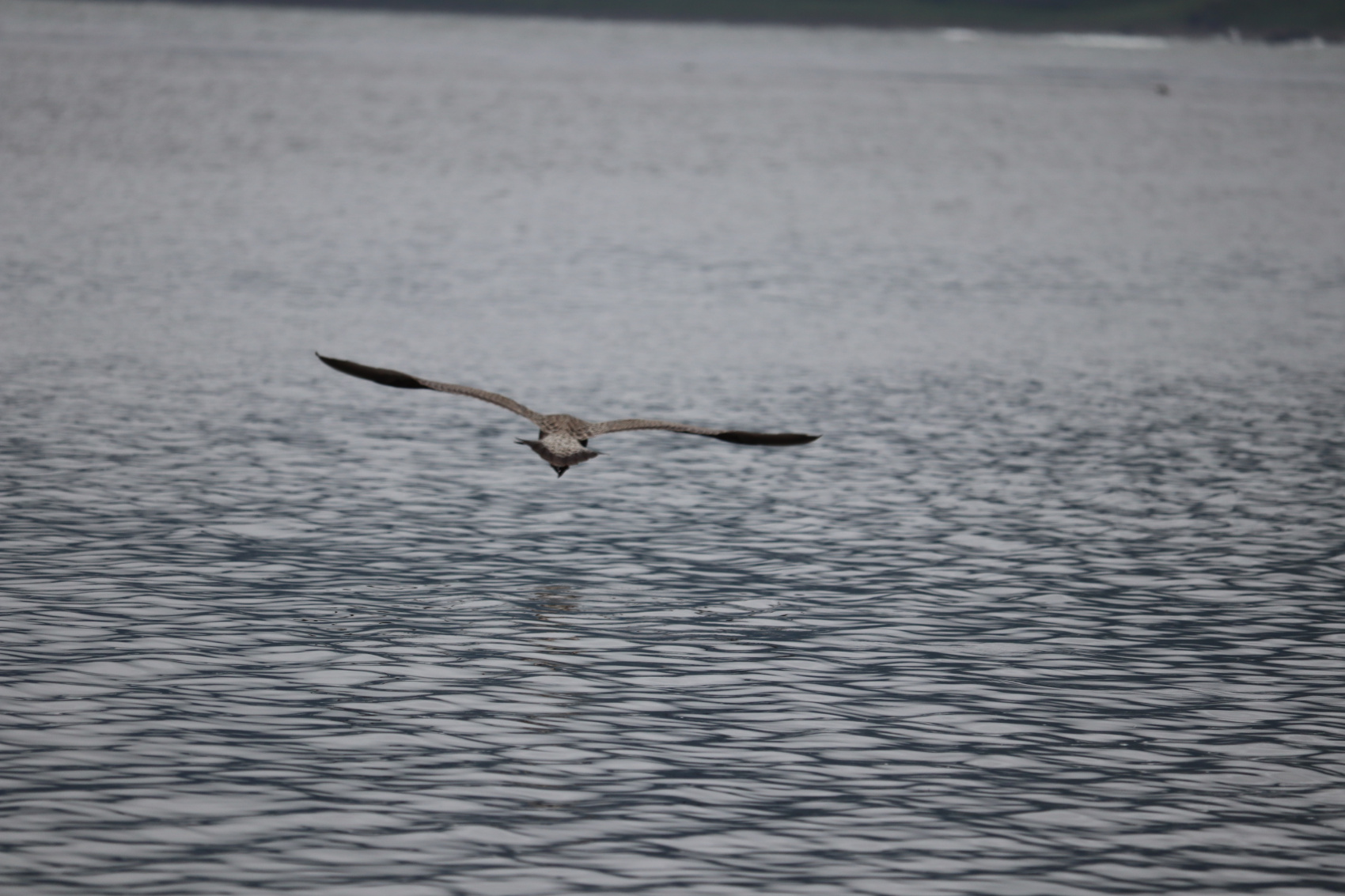 Камчатка. Лошади, вулканы и океан! (10/37)